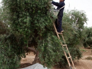 delices de la foret valli perou 02 delices de la foret valli perou 02