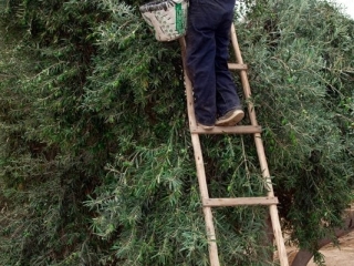 delices de la foret valli perou 03 delices de la foret valli perou 03