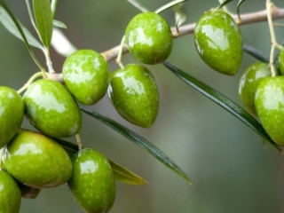 delices de la foret valli perou 04 delices de la foret valli perou 04