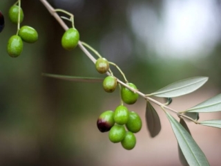 delices de la foret valli perou 05 delices de la foret valli perou 05