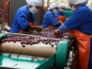 delices de la foret valli perou 07 delices de la foret valli perou 07