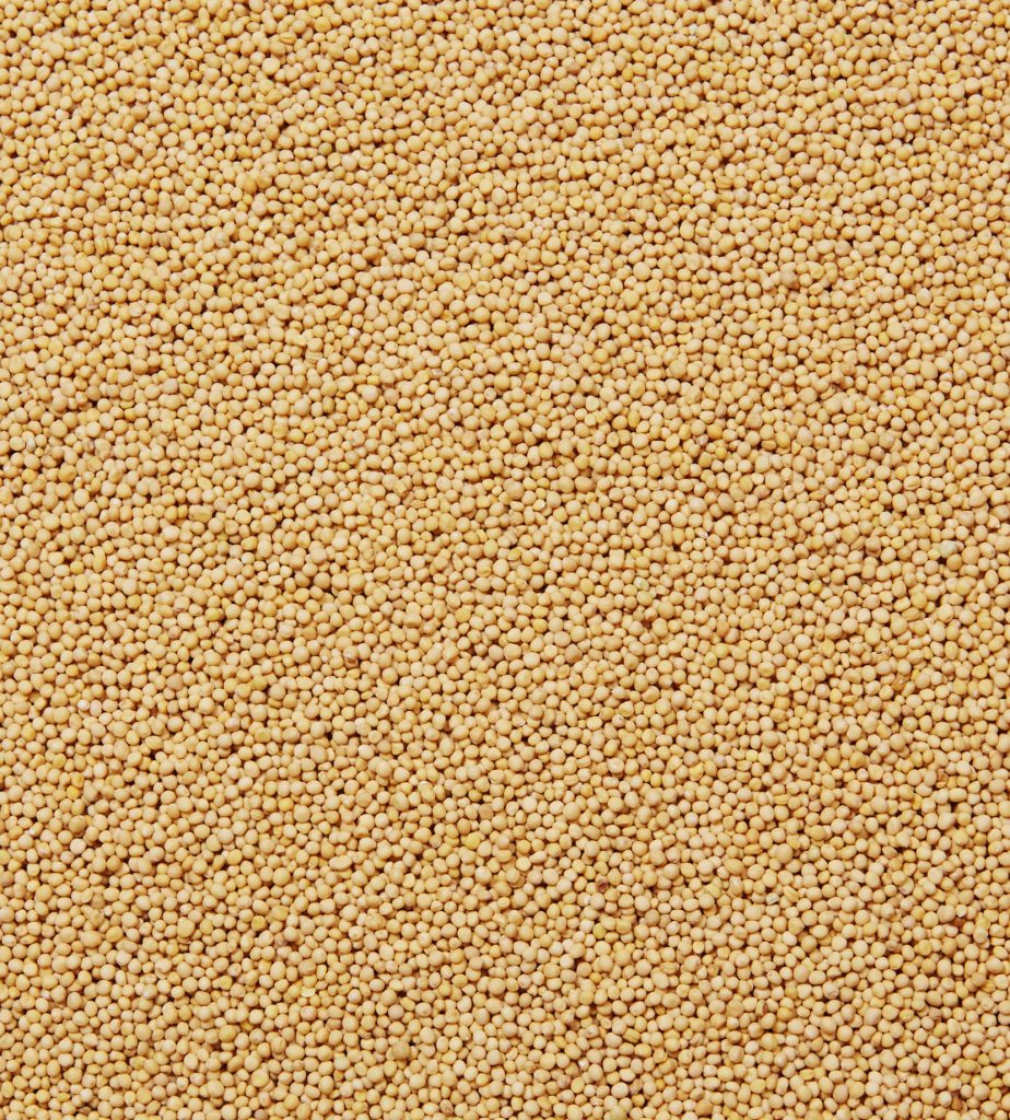moutarde jaune en grains entiers