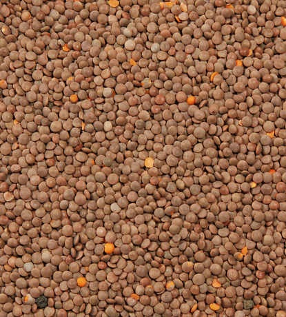 lentilles rouges split