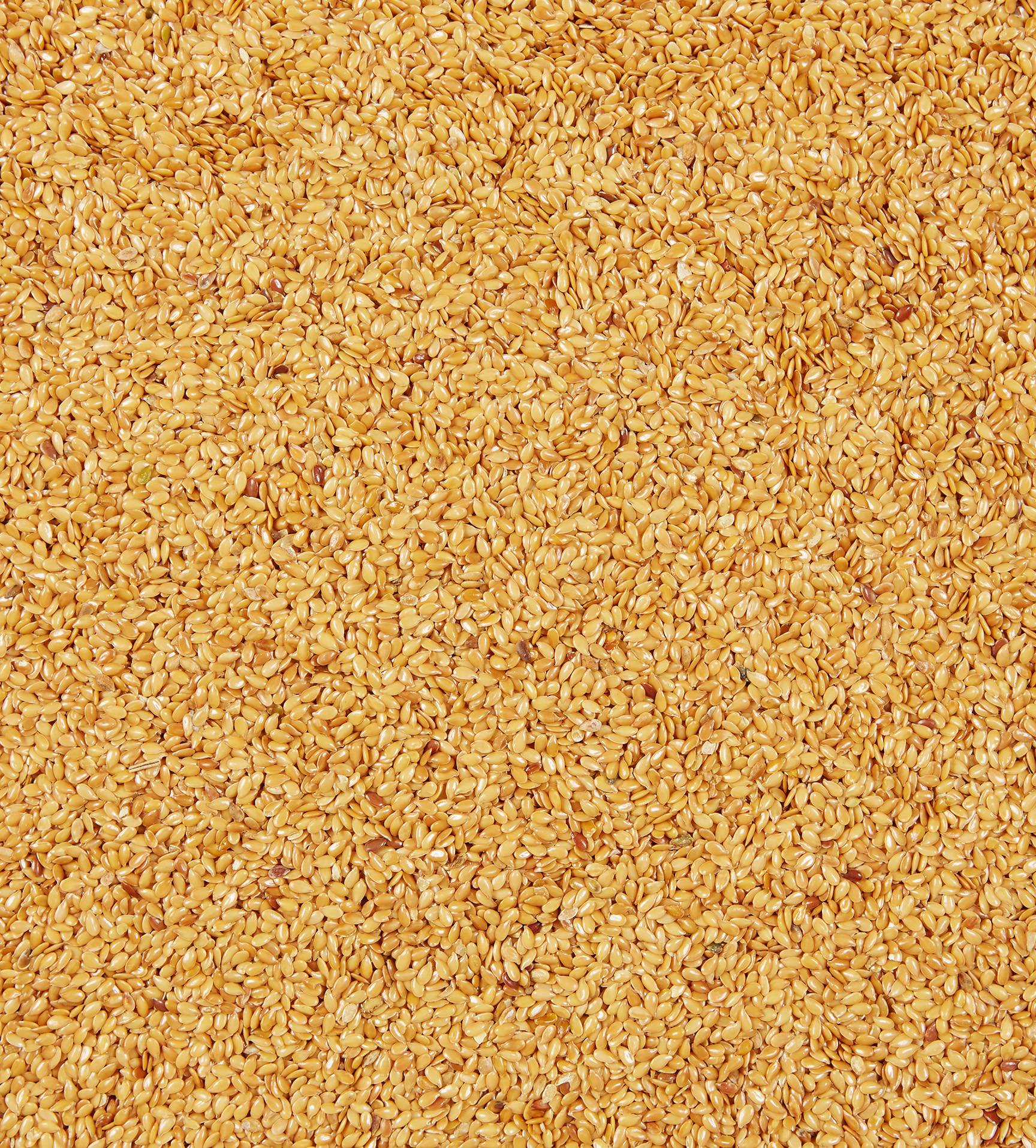 graines de lin doré