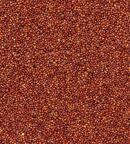 graines de quinoa rouge
