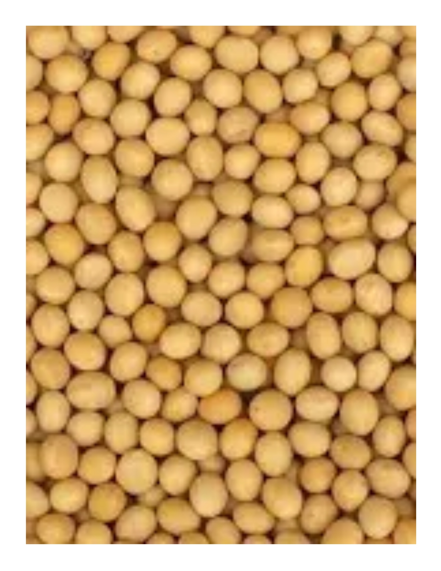 fèves de soya biologiques (aliments merci) papier