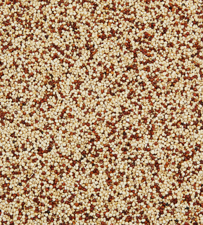 quinoa 2 couleurs (blanc et rouge)