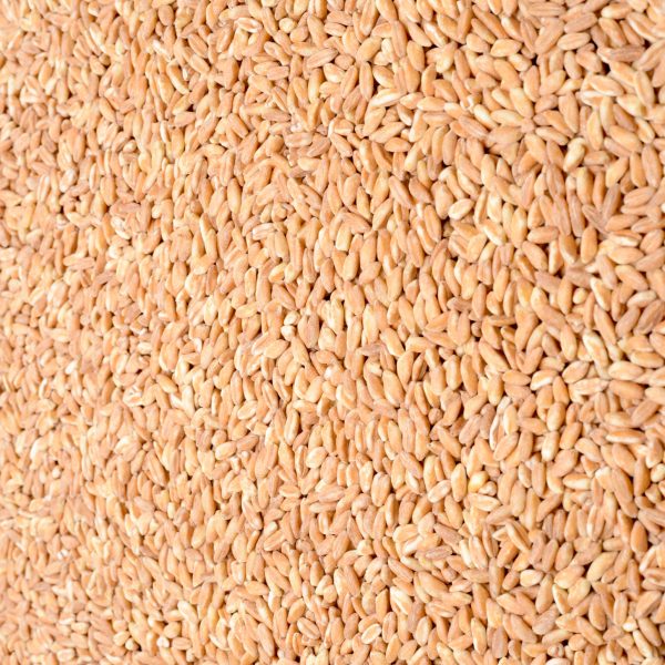 grains de farro biologiques
