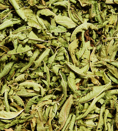verveine feuilles entières