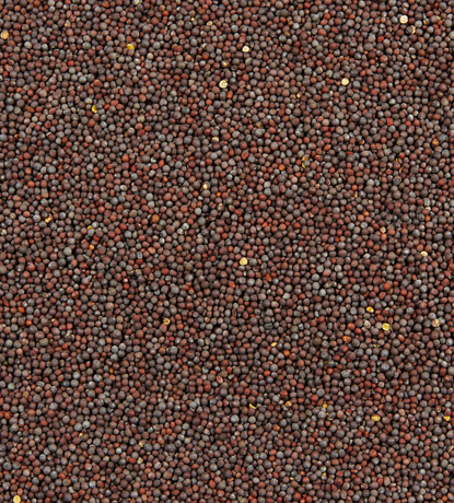 moutarde noire entière