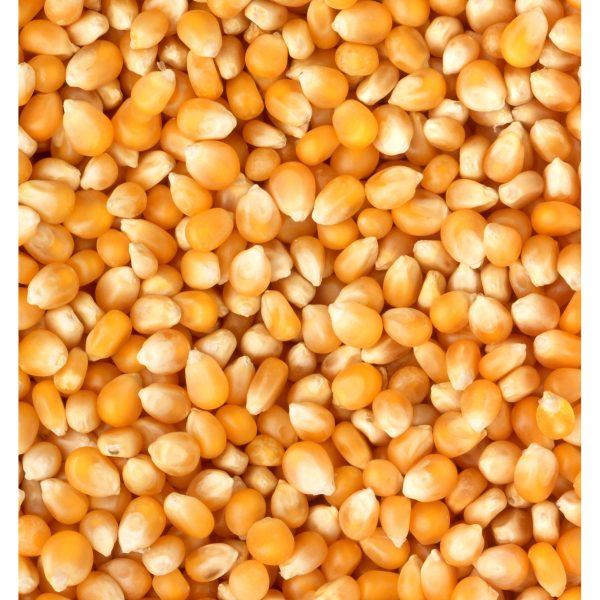 maïs À Éclater (dyn)