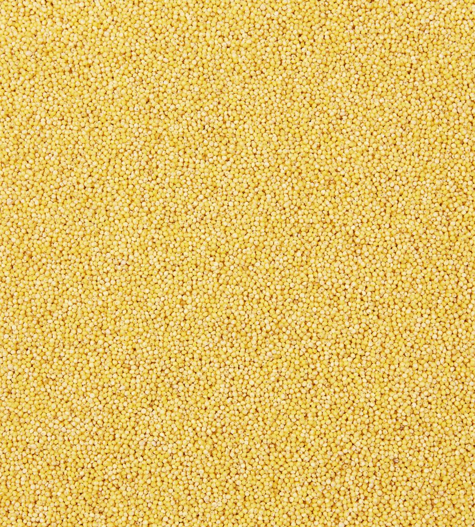 graines de millet