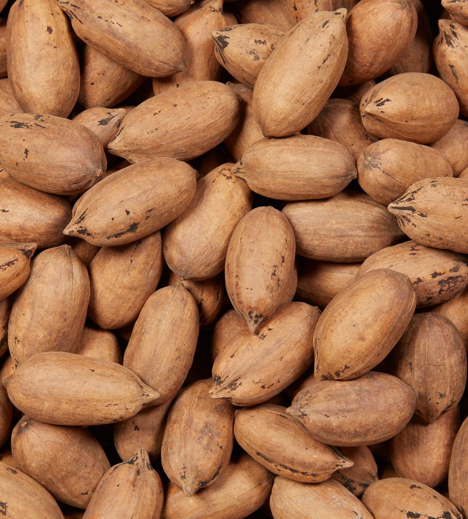pacanes en écales naturelles (mammouth)